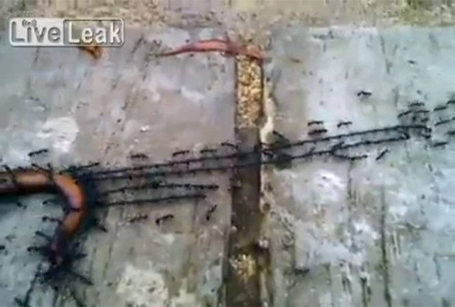 Μυρμήγκια σχηματίζουν αλυσίδα για να αυξήσουν τη δύναμη τους (Video)