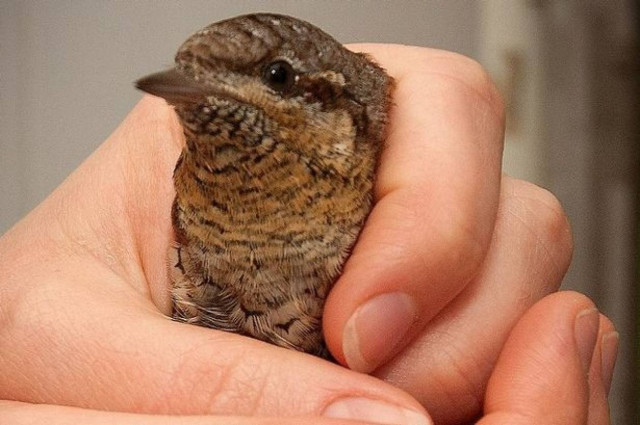 Το... τραγικό τέλος ενός άτυχου στραβολαίμη