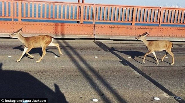 Ελάφια αναστάτωσαν το Σαν Φρανσίσκο