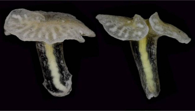 Ανακαλύφθηκε μυστηριώδες θαλάσσιο ζώο - μανιτάρι