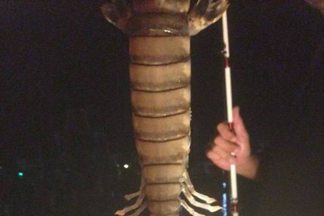 Φλόριντα: Γιγάντια γαρίδα προκάλεσε πανικό (photos)