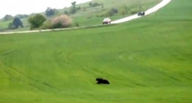 Καστοριά: Πόσο γρήγορα τρέχει μια αρκούδα; (vid)