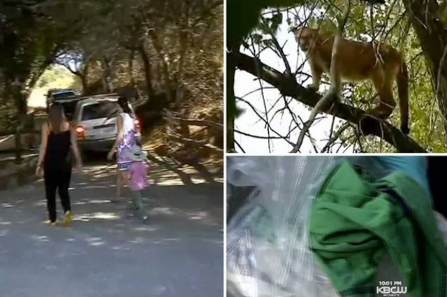 Εξάχρονο αγόρι δέχτηκε επίθεση από λιοντάρι