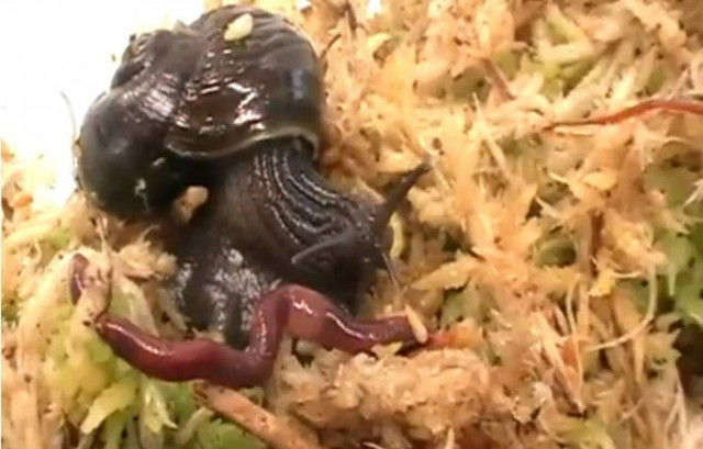 Τα γιγάντια σαρκοφάγα σαλιγκάρια της Νέας Ζηλανδίας (Video)