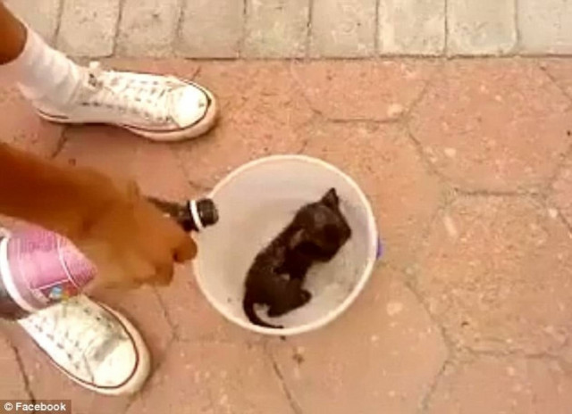 Facebook: Αρνήθηκε να κατεβάσει βίντεο με μία καμμένη γάτα (pics)