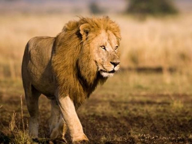 Νεκρό λιοντάρι βρέθηκε στον καταψύκτη εστιατορίου (pic)