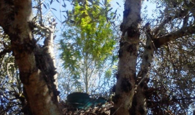 Αμαλιάδα: Σύλληψη 52χρονου για κατοχή και καλλιέργεια κάνναβης