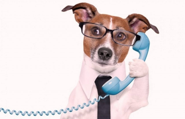 Τι λένε συνήθως τα ζώδια όταν τηλεφωνούν στους φίλους τους;