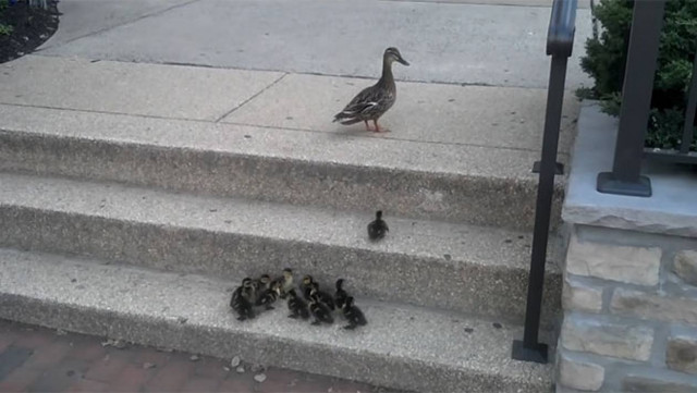 Παπάκια εναντίον σκαλοπατιών (Video)