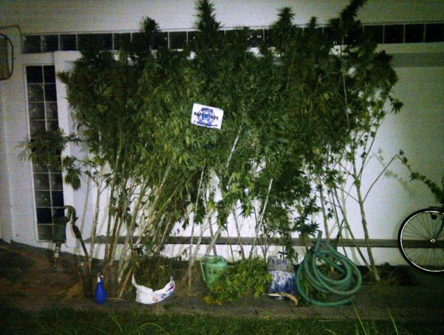 Τρίκαλα: Δύο συλλήψεις για 53 δενδρύλλια κάνναβης