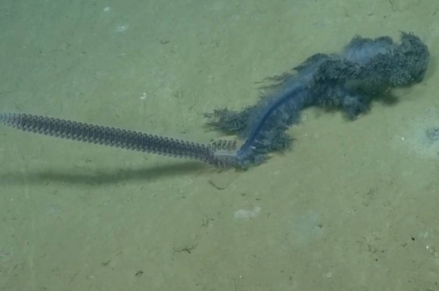 Μεξικό: Εντοπίστηκε το σπανιότερο θαλάσσιο πλάσμα! (pics+vid)