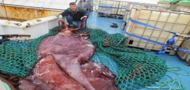Βίντεο: Ψαράδες έπιασαν στα δίχτυα τους τεράστιο, σπάνιο καλαμάρι