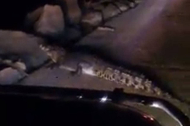 Αυστραλία: Κροκόδειλος τούς «έκοψε» το αίμα στη μέση του δρόμου (vid)