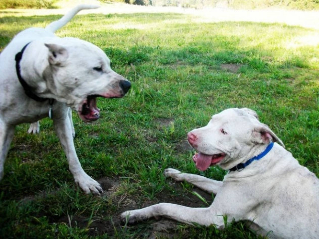 Μαγνησία: Νεκρός 43χρονος μετά από άγριο σκυλοκαβγά