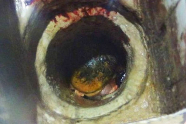 Κίνα: Μητέρα πέταξε το νεογέννητο μωρό της στη λεκάνη! (vid+pics)