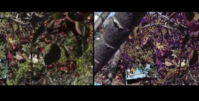 Ετσι βλέπουν τα ζώα τον κόσμο... (Video)