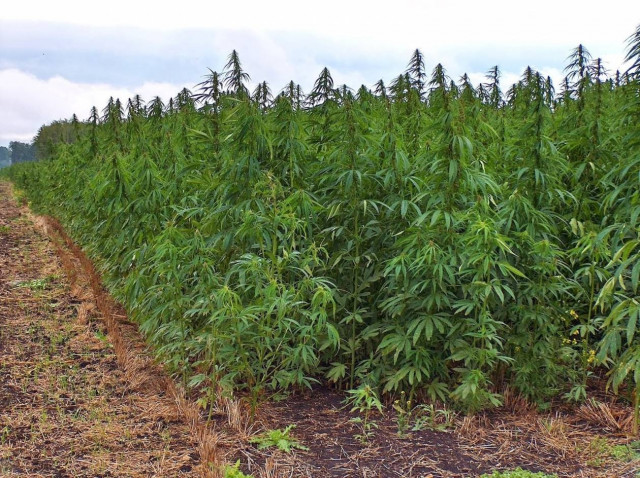 Ξάνθη: Επιχείρηση της αστυνομίας για αυτοφυείς χασισοφυτείες