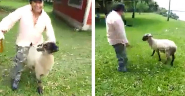 Πρόβατο παίρνει την εκδίκηση του από μεθυσμένο που το ενοχλούσε (Video)