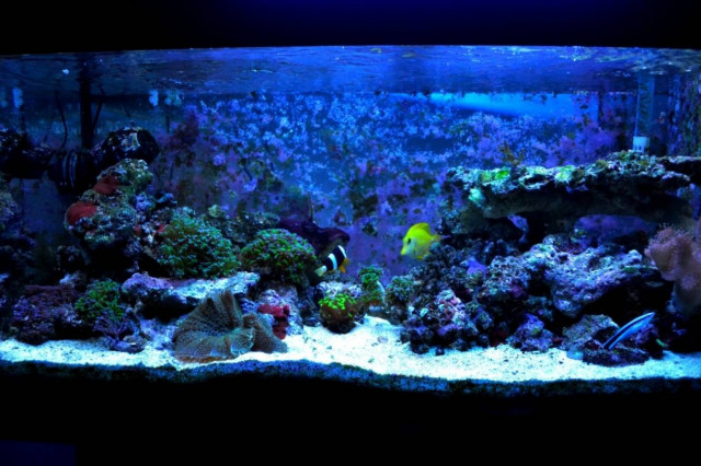 Στην Κρήτη δύο από τα καλύτερα ενυδρεία σε όλη την Ευρώπη