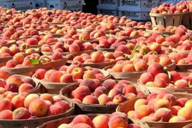 ΕΕ: Επιπλέον οικονομική βοήθεια στους γεωργούς που επλήγησαν από τη ρωσική απαγόρευση