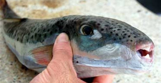 Τα λαγόψαρα καταστρέφουν το Αιγαίο Πέλαγος