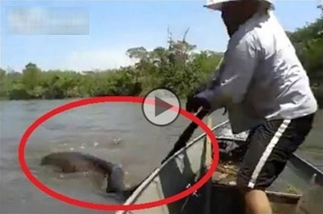 Βρήκαν ένα από τα μεγαλύτερα ανακόντα… και αποφάσισαν να το παρενοχλήσουν (Vid)