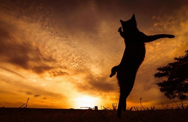 Οι γάτες – νίντζα που «σαρώνουν» το διαδίκτυο