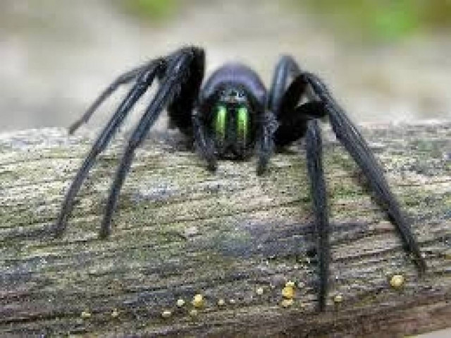 Γιγάντιες αράχνες εισέβαλαν σε σπίτι (pic)