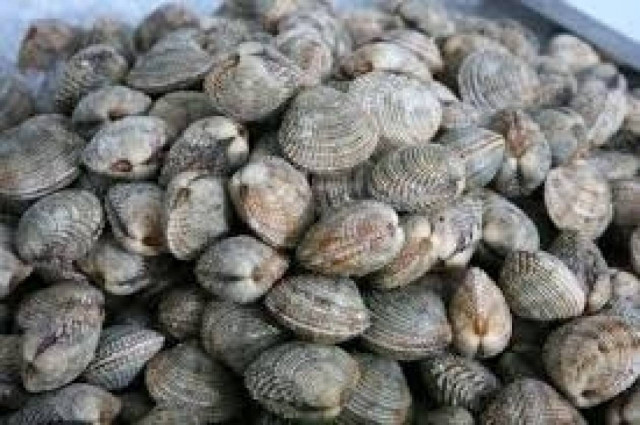 Αλεξανδρούπολη: Κατασχέθηκαν δύο τόνοι λαθραίων οστράκων