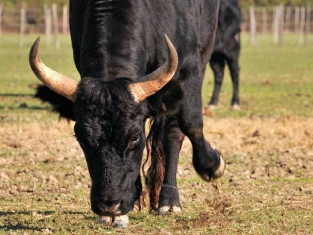 Κρήτη: Κουφάρι ταύρου ξέβρασε η θάλασσα στον Άγιο Αντρέα (pic)