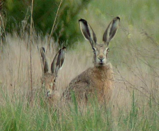 Κρήτη: Συνελήφθη 30χρονος λαθροθήρας από θηροφύλακες