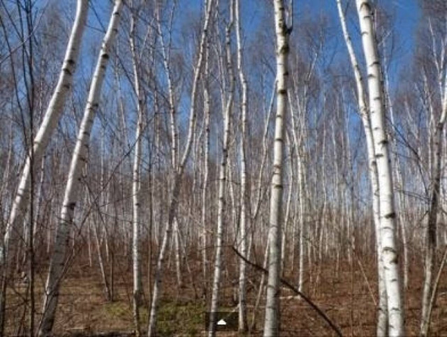 Βίντεο: Κατέγραψε τις κραυγές μυθικού τέρατος στο δάσος