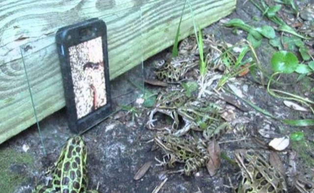 Πώς να μαζέψεις δεκάδες βατράχια στο ίδιο σημείο (Video)