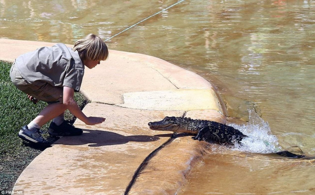 Κροκόδειλος κόντεψε να δαγκώσει τον γιο του... κροκοδειλάκια (pics)
