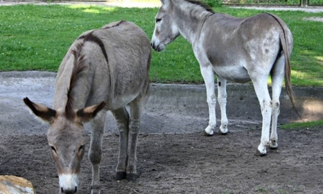 Και τα γαϊδούρια έχουν δικαίωμα στον... έρωτα
