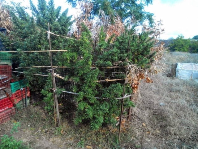 Χαλκίδα: Σύλληψη 60χρονου για καλλιέργεια κάνναβης