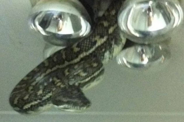 Πύθωνας βγαίνει από... φως! (pics)