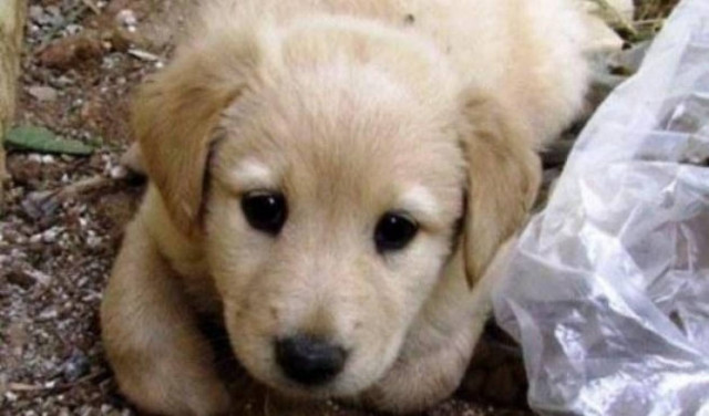 Αμαλιάδα: Απειλητικό μήνυμα για τα... γαβγίσματα