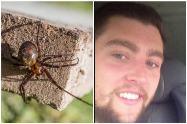 Στην εντατική μετά από τσίμπημα αράχνης (pics)