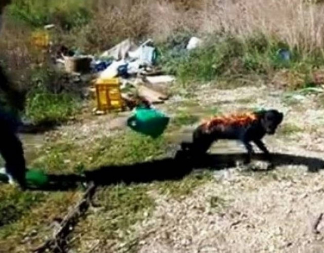 ΣΟΚΑΡΟΥΝ ΟΙ ΕΙΚΟΝΕΣ: Βρέθηκε το σκυλάκι που έκαψαν οι Ρομά (pics)