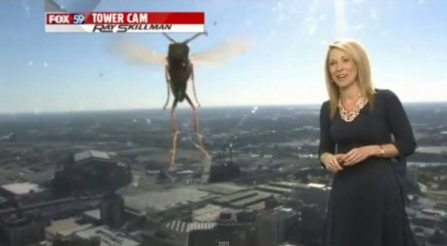 Παρουσιάστρια τρέχει να σωθεί από μία... μέλισσα (βίντεο)