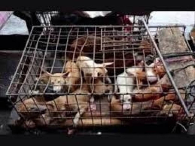 Κλέβουν σκυλιά και πουλάνε το κρέας τους σε εστιατόρια! (pics)