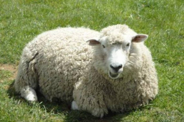 Από τον Οκτώμβρη ξεκινούν οι αποζημιώσεις στους κτηνοτρόφους