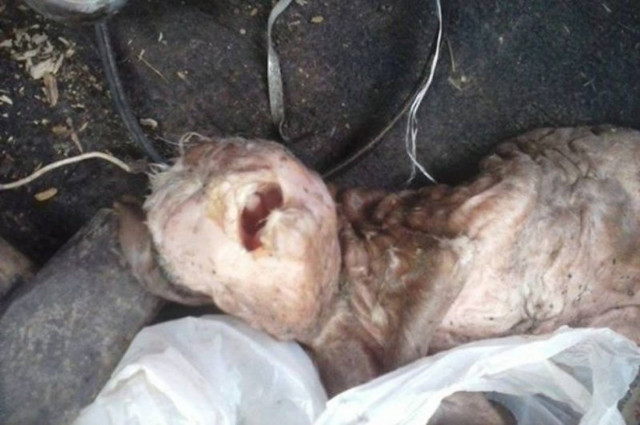 Αργεντινή: Γεννήθηκε κατσίκα με ανθρώπινα χαρακτηριστικά! (pics)