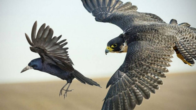 Γεράκι σε καταδίωξη κορακιού που κόβει την ανάσα (Video)