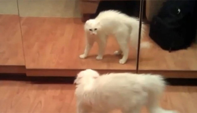 Ζώα αντιμέτωπα με τον καθρέφτη (Video)