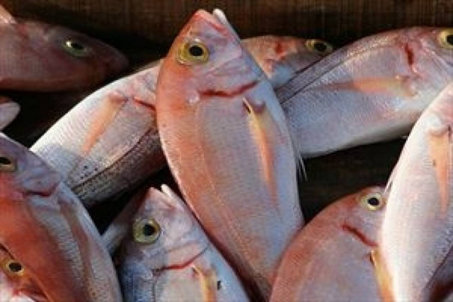 Κατασχέθηκαν λιθρίνια στο Ηράκλειο και δόθηκαν σε ιδρύματα