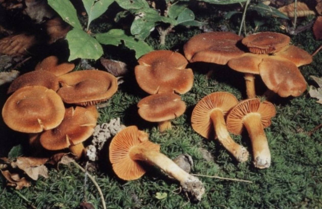 Χαλκιδική: Ανδρόγυνο δηλητηριάστηκε από μανιτάρια