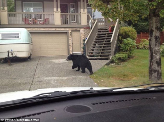 Δεν παρέδωσε την αλληλογραφία λόγω... αρκούδας! (pic)