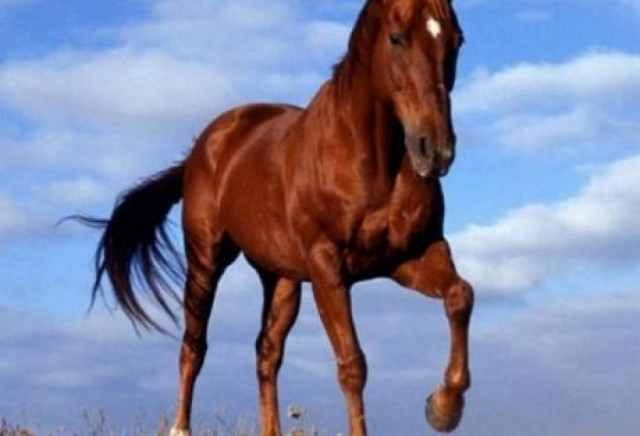 Κρήτη: Τετράχρονος τραυματίστηκε σοβαρά στην γιορτή του αλόγου